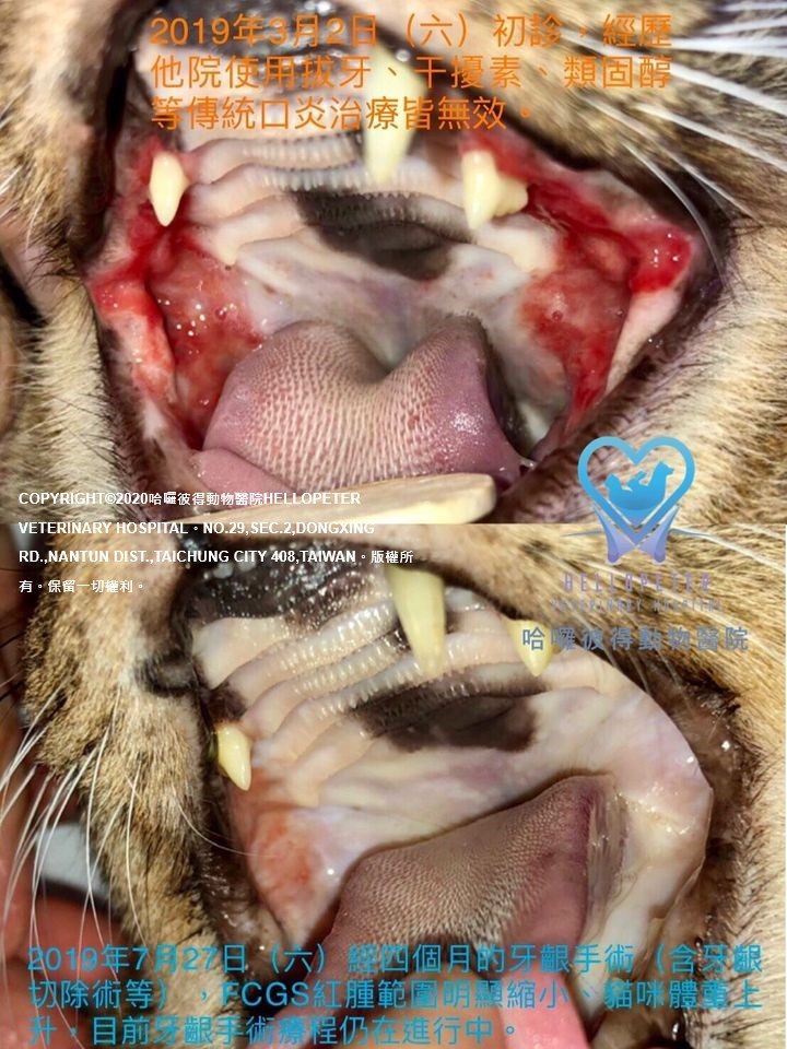 哈囉彼得動物醫院 貓慢性齒齦口炎 Feline Chronic Gingivostomatitis Fcgs 治療新思維 牙齦黏膜置換手術mucogingival Replacement Surgery Mgrs